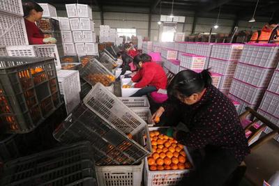 “全國網(wǎng)絡(luò)主流媒體行”走進(jìn)湖北宜昌 生態(tài)發(fā)展看荊楚 電商平臺(tái)助力農(nóng)產(chǎn)品上行