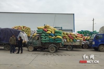 湖南中晚稻托市收購有序進(jìn)行 未出現(xiàn)“賣糧難”_其它_網(wǎng)